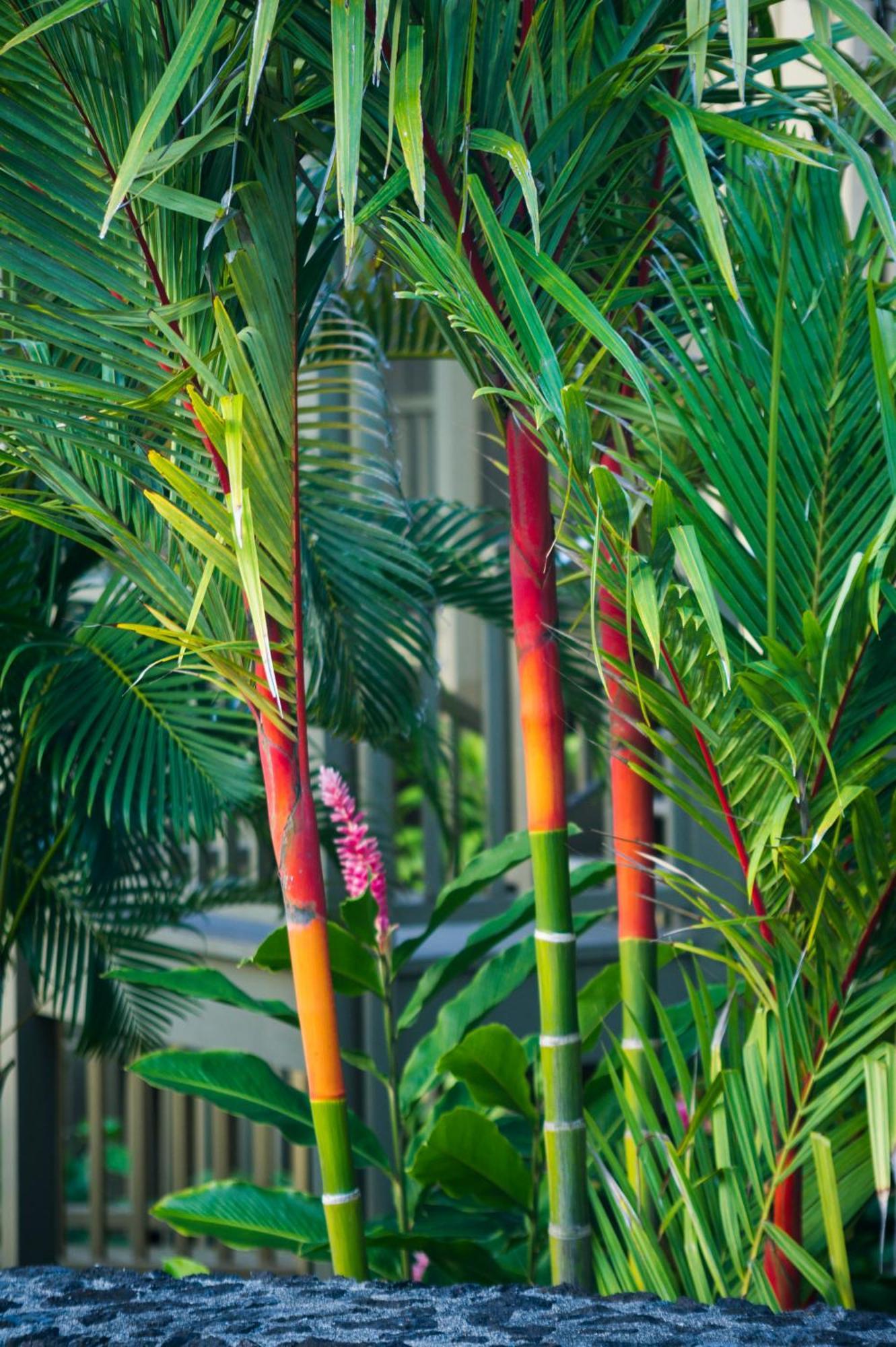 Hana Kai Maui - #106 Kuakahi Partial Oceanview Studio Kültér fotó
